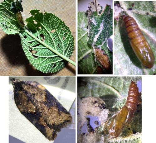 Acleris schalleriana